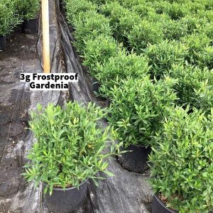 September 2024 3g Frostproof Gardenia Group for Website